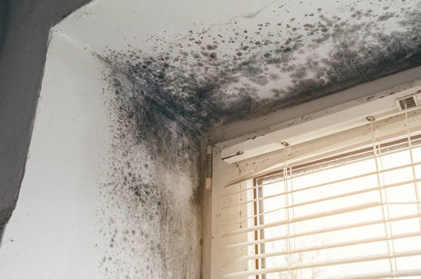 Affordable Mold Removal solutions in Clayton, GA